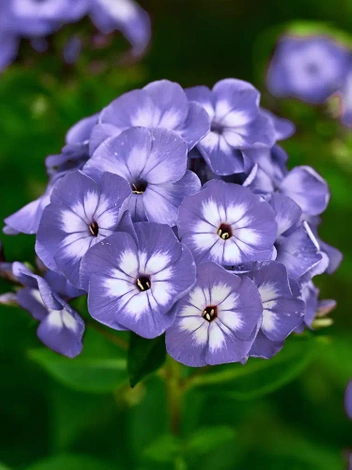 Flammenblume (Phlox paniculata) 'Blue Boy'