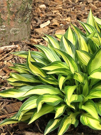 Funkie (Hosta)  'Lakeside Little Tuft'