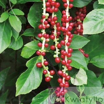 Chinesisches Spaltkörbchen (Schisandra Chinensis) 