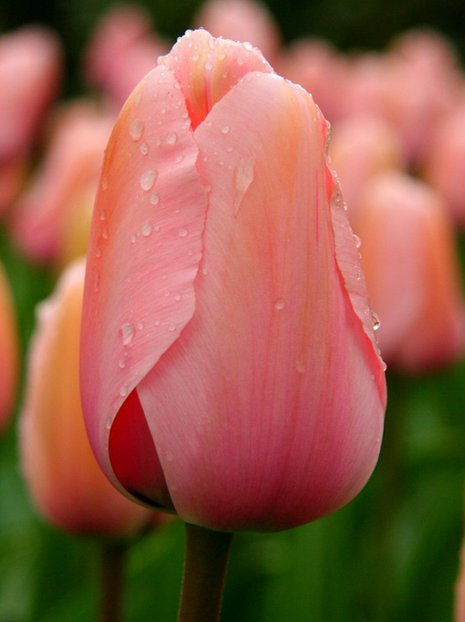 Tulpe (Tulipa) Rosa am billigsten