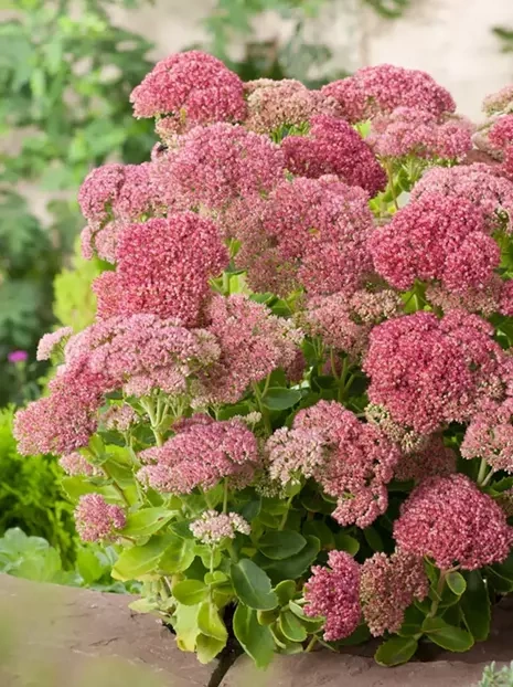 Fetthennen (Sedum telephium) 'Herbstfreude'