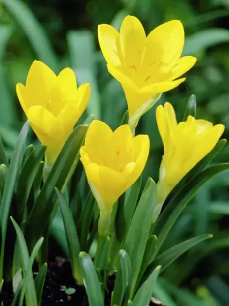 Zeitlose (Sternbergia Lutea) gelb