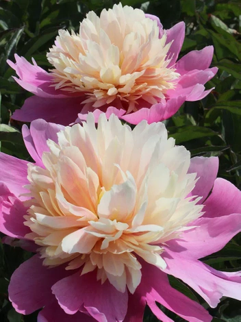 Pfingstrose (Paeonia) 'Lady Liberty' 1 szt.