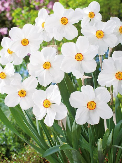 DUFTENDE Narzisse (Narcissus) 'Actaea'  5 St.