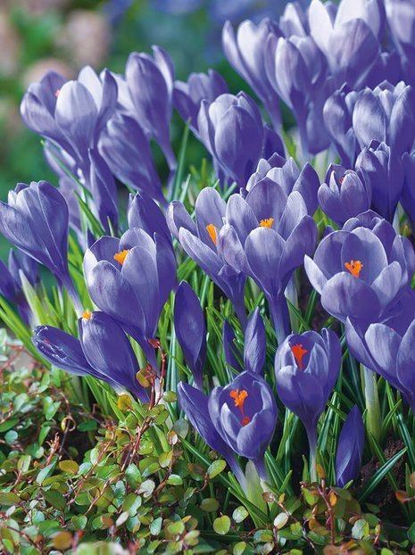 Krokus (Crocus) 'Remembrance'