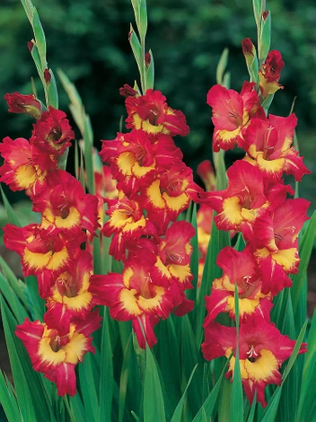 Megapack Gladiole (Gladiolus) 'Far West'