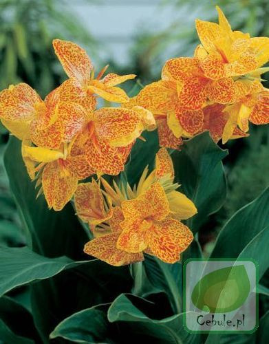 Blumenrohr (Canna) Golden Lucifer