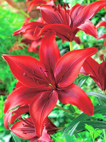 Asiatische rote Lilie (Lilium) 3 Stk.