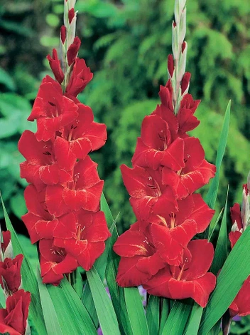 Mieczyk (Gladiolus) Oscar