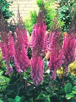 Prachtspiere (Astilbe chinensis) 'Superba' 1 St.