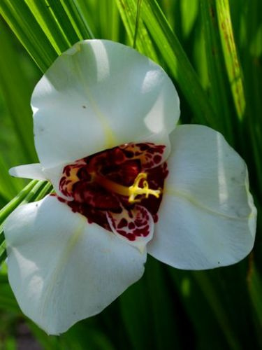 Tygrysówka (Tigridia) White