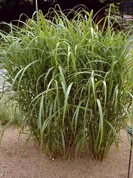 Riesen-Miscanthus (Miscanyhus giganteus) 1 St.