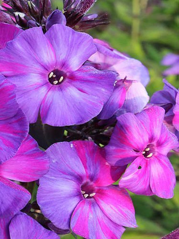 Flammenblume (Phlox paniculata) 'Autumn Joy'