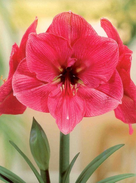 Ritterstern (Hippeastrum) 'Hercules'