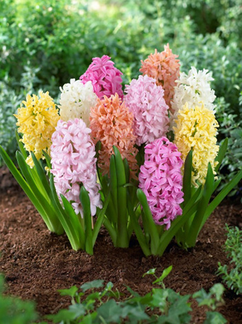 Duftende Hyazinthen (Hyacinthus) Mix