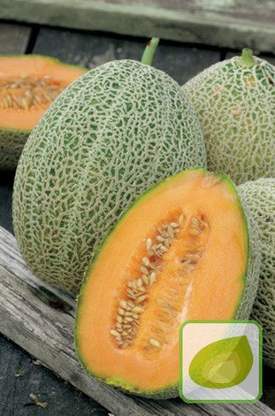 Nasiona Melon Emir - Cucumis Melo Emir