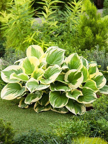 Funkie (Hosta) 'Mama Mia'