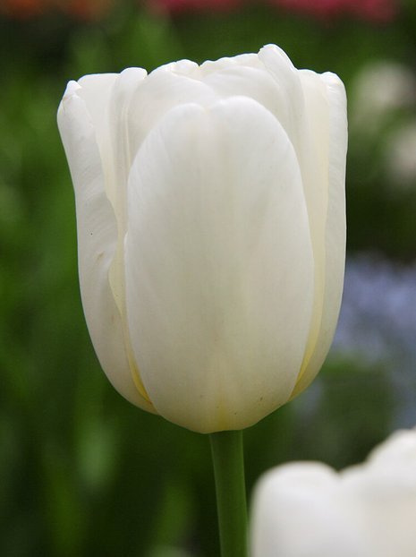 Tulpe (Tulipa) 'White Dream'