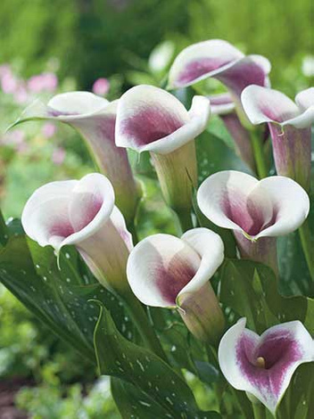 Zantedeschia (Calla)  'Picasso' 1 St.