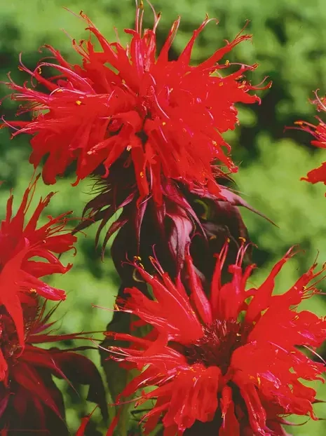 Indianernessel (Monarda) 'Cambridge Scarlet'