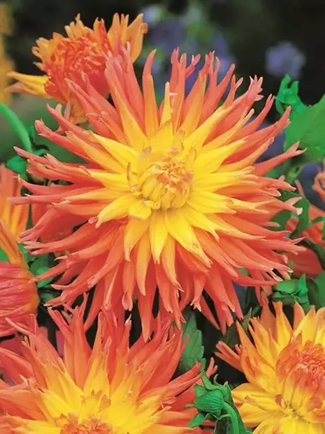 Dahlie (Dahlia) 'Fringed Star'