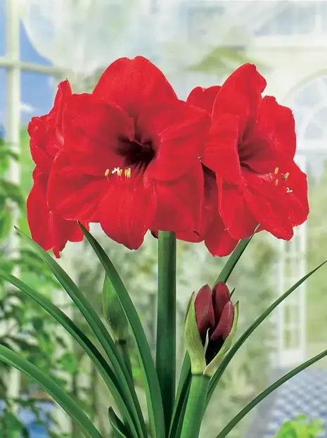 Ritterstern (Hippeastrum) 'Red Lion' 1 St. Zwiebel XXL