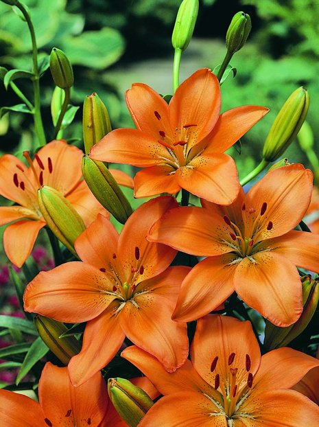 Lilie (Lilium) 'Bariton'