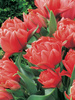 Tulpe (Tulipa) 'Toronto Double'