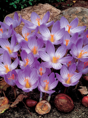 Krokus (Crocus) 'Conqueror'