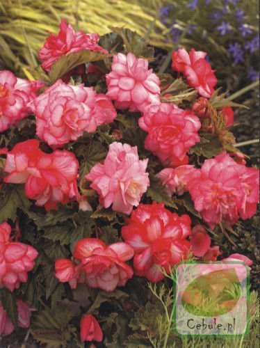 Begonia Pink Wave