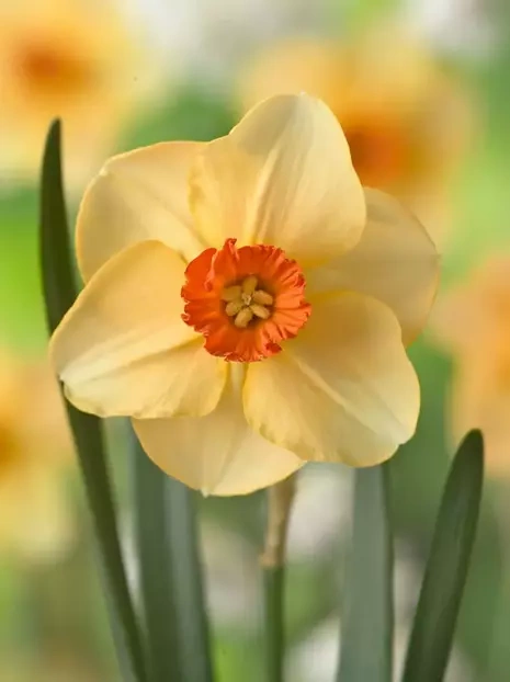 Narzisse (Narcissus) 'Altruist'