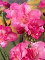 Fressie (Freesia double) gefüllt rosa