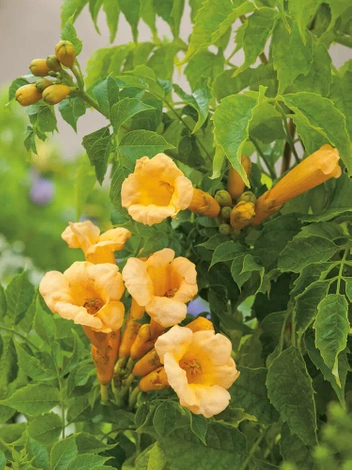 Amerikanische Milin 'Flava' (Campsis radicans)