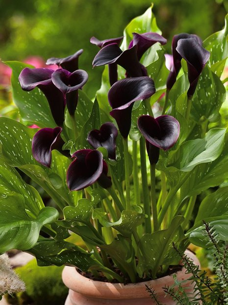 Zantedeschia (Calla) 'Black Star' 1 St.