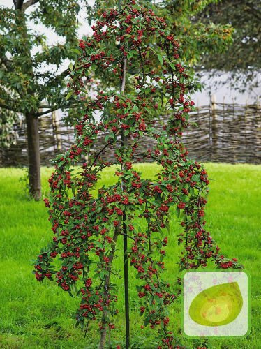 Zwergmispel (Cotoneaster) Coral Beauty - Bäumchen 80 cm