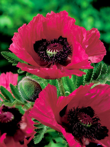 Mohn (Papaver orientale) 'Watermelon'