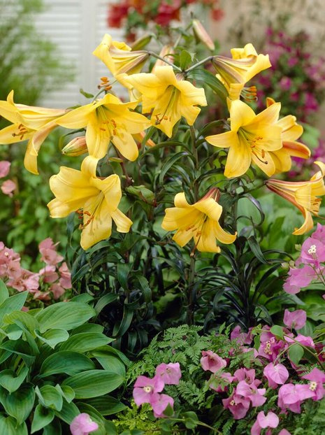 Lilie (Lilium) 'Golden Splendour'