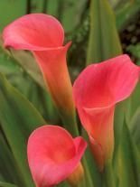 Zantedeschia (Calla) Rosa 1 St.