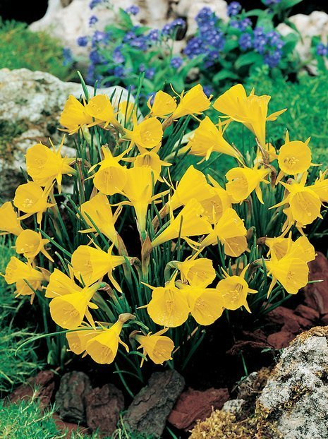 Narzisse (Narcissus) 'Golden Bells'