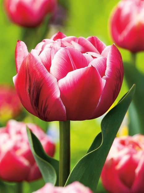 Tulpe (Tulipa) 'Columbus'