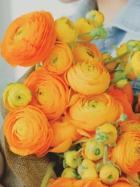 Hahnenfuß (Ranunculus) Orange 5 Stk.