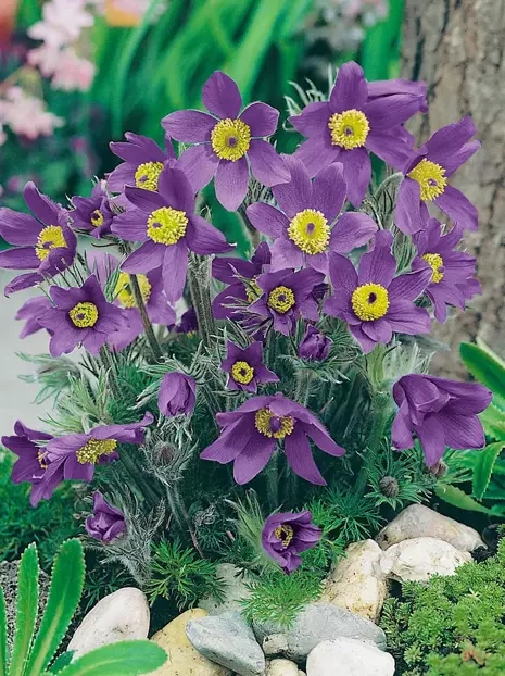 Kuhschelle (Pulsatilla vulgaris) 'Blue'