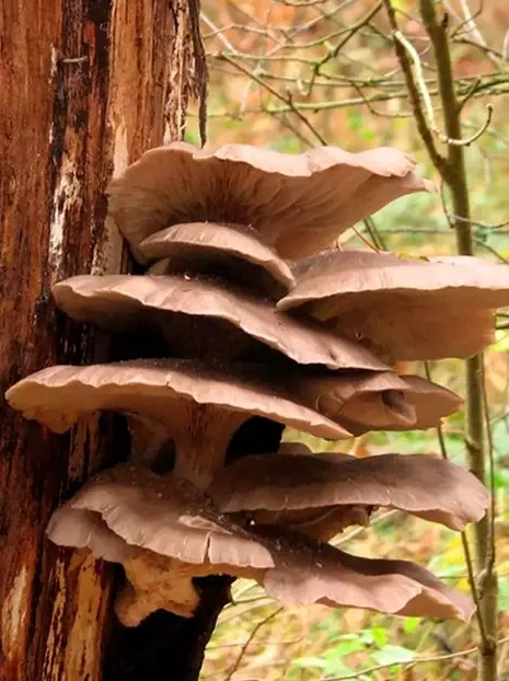 Austernpilz für den eigenen Pilzanbau (Pleurotus ostreatus) Parasolpilzkultur