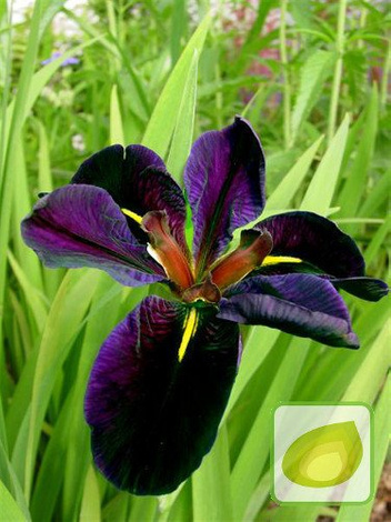 Louisiana-Schwertlilie ( Iris Louisiana ) Black Gamecock