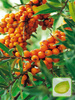 Der weiblicher Sanddorn (Hippophae rhamnoides)