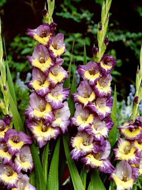 Gladiole (Gladiolus) 'Dynamite'