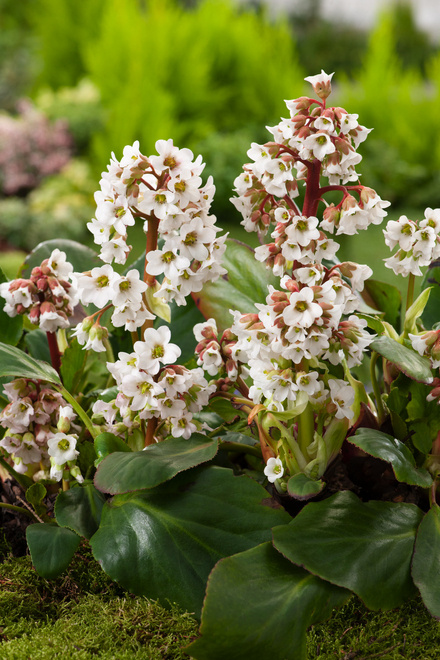 Bergenie (Bergenia cordifolia) 'Bressingham White' 1 St.