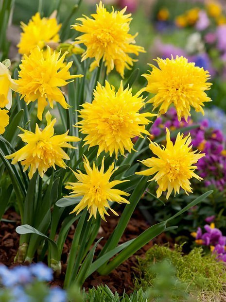 Narzisse (Narcissus) 'Rip Van Winkle' 5 St.