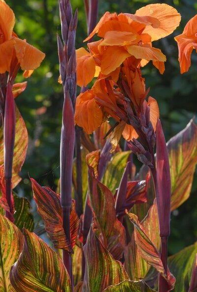 Blumenrohr (Canna) 'Phasion' 1 St.