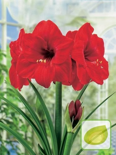 Ritterstern (Hippeastrum) 'Red Lion' 1 St.